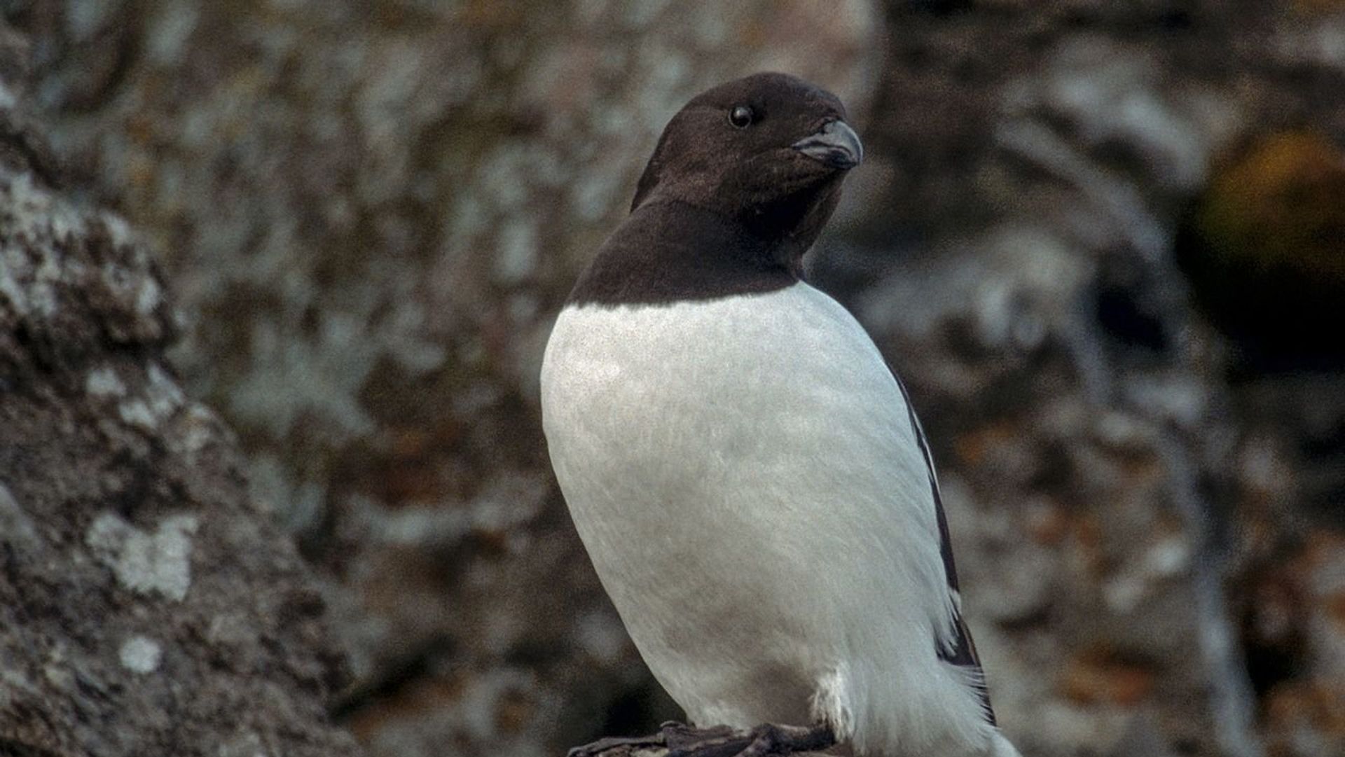 Little Auk Alle alle, Spitsbergen Little Auk Alle alle, Spitsbergen - Sputnik International, 1920, 21.02.2022