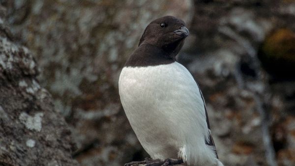 Little Auk Alle alle, Spitsbergen - Sputnik International