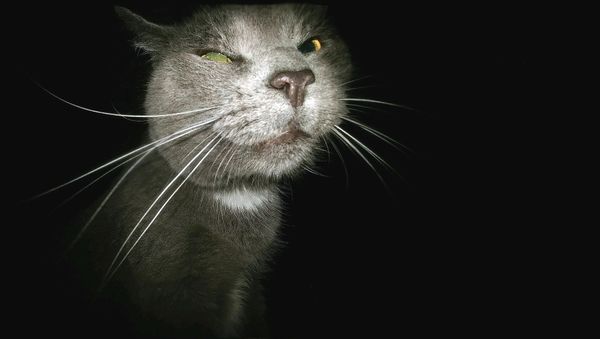 Yule cat - Sputnik International