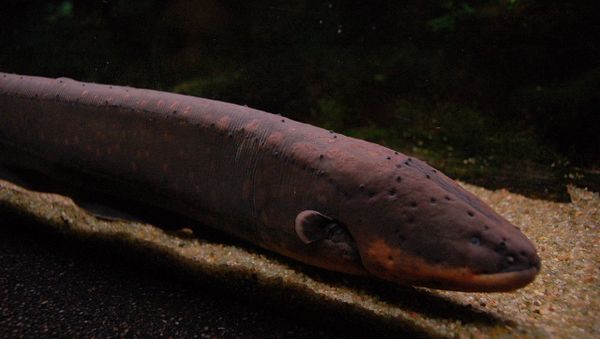 Electrophorus electricus - Sputnik International
