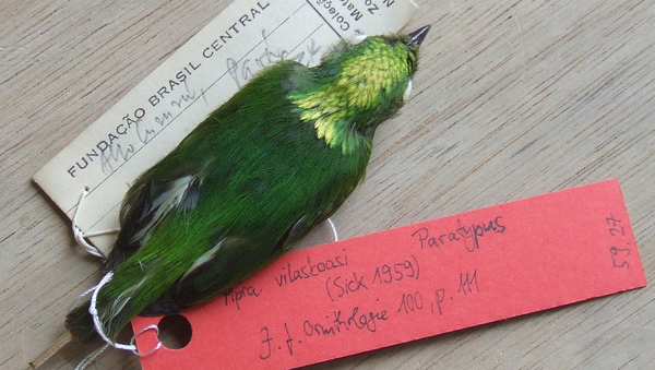Golden-crowned manakin - Sputnik International