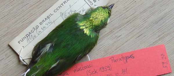 Golden-crowned manakin Golden-crowned manakin - Sputnik International