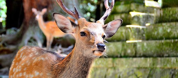 Sika deer Sika deer - Sputnik International