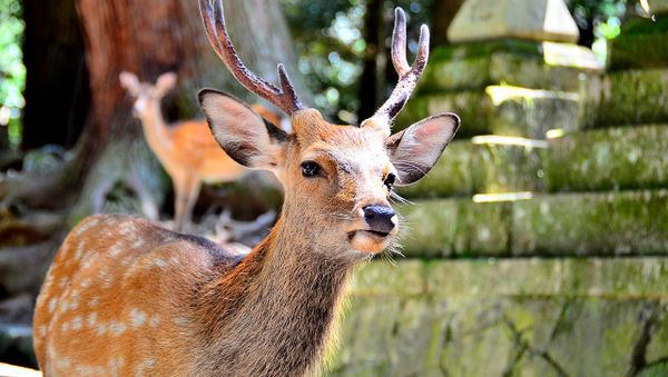Sika deer - Sputnik International