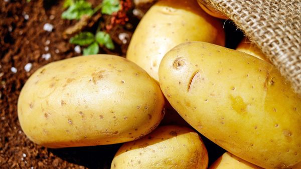 Potatoes - Sputnik International