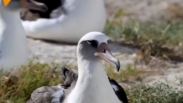 World's Oldest Wild Bird Just Hatched Chicks World's Oldest Wild Bird Just Hatched Chicks - Sputnik International