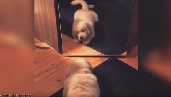 ‘Who’s that?!’ Golden Retriever Deceived by Mirror - Sputnik International