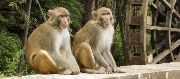 Golden monkeys Golden monkeys - Sputnik International
