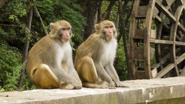 Golden monkeys - Sputnik International