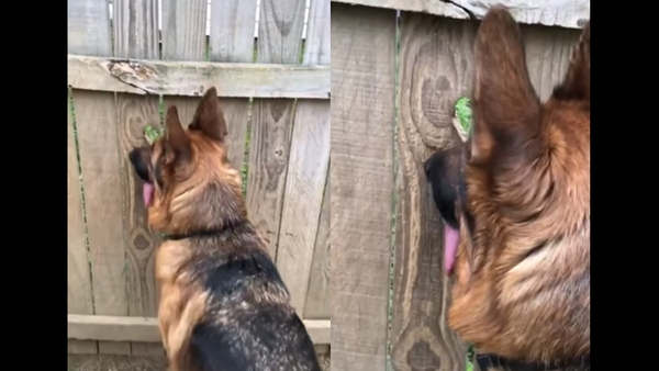Nosy Rosy? German Shepherd Discovers Peephole - Sputnik International