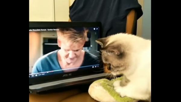 Kitten Kitchen: Cat’s Kneading Lessons from Gordon Ramsay - Sputnik International