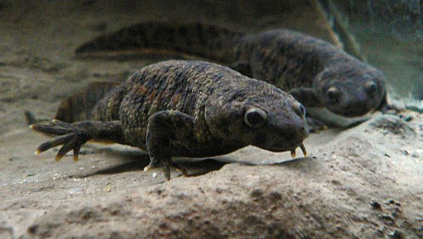 Iberian ribbed newt - Sputnik International