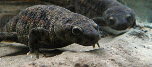 Iberian ribbed newt Iberian ribbed newt - Sputnik International