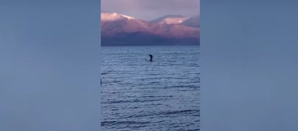 A video of what looked like a Loch Ness Monster-like creature has been posted on YouTube - Sputnik International