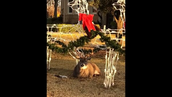Buck Willing to Become Santa Claus's Reindeer - Sputnik International