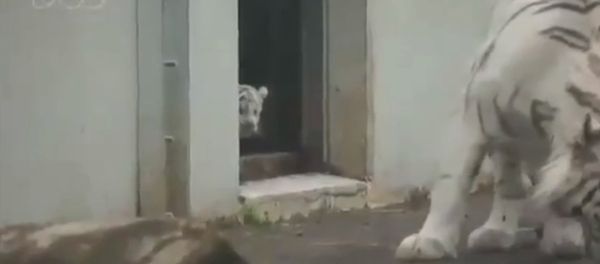 White tiger kitten scares his mom! White tiger kitten scares his mom! - Sputnik International