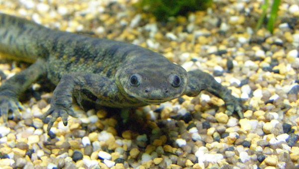 Iberian ribbed newt - Sputnik International