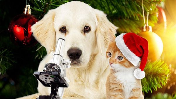 New Year's science - Sputnik International
