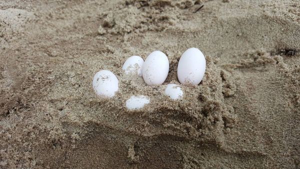 Some of 43 snake eggs removed by wildlife rescue group Fawna from a school sandpit in Laurieton, New South Wales - Sputnik International