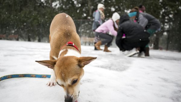East Coast Snow Storm - Sputnik International