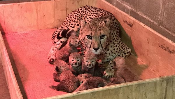 A cheetah at the St. Louis zoo - Sputnik International