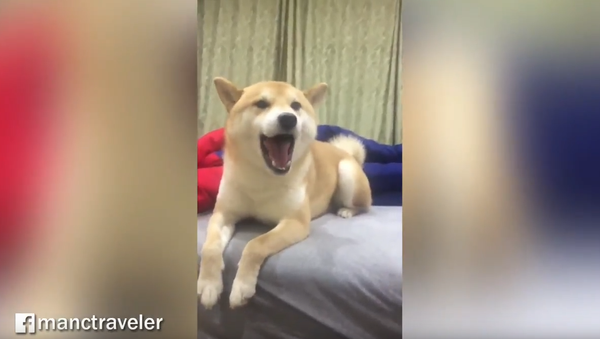 Pup’s Got Talent! Shiba Inu Makes Perfect Backup Singer - Sputnik International