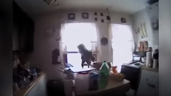 New Year, No Trees: Scrappy Squirrel Invades New York Home - Sputnik International