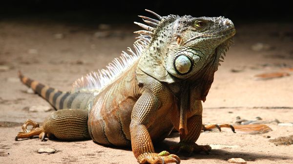 Iguana - Sputnik International