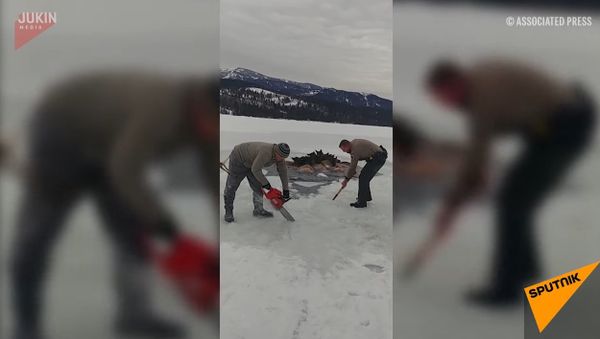 Moose In Ice Trap - Sputnik International