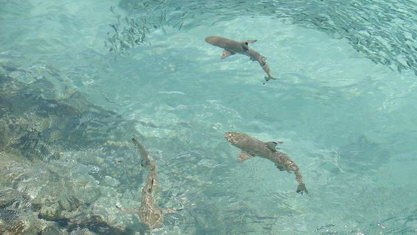 Sharks - Sputnik International