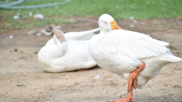 Indian Runner Duck - Sputnik International