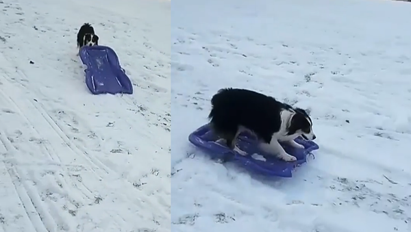 Who Needs Humans? Australian Shepherd Takes Herself Sledding - Sputnik International