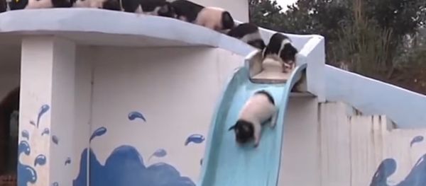 Piggie Workout - Sputnik International