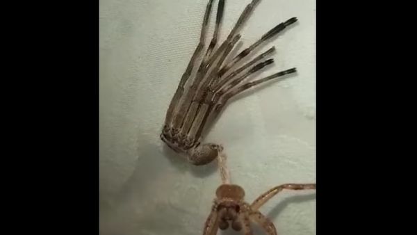 Huntsman Spider Shedding its Skin || ViralHog Huntsman Spider Shedding its Skin || ViralHog - Sputnik International