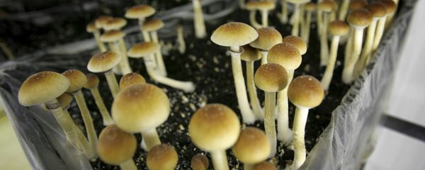 Mushrooms containing the active ingredient psilocybin are seen in a grow room Mushrooms containing the active ingredient psilocybin are seen in a grow room - Sputnik International