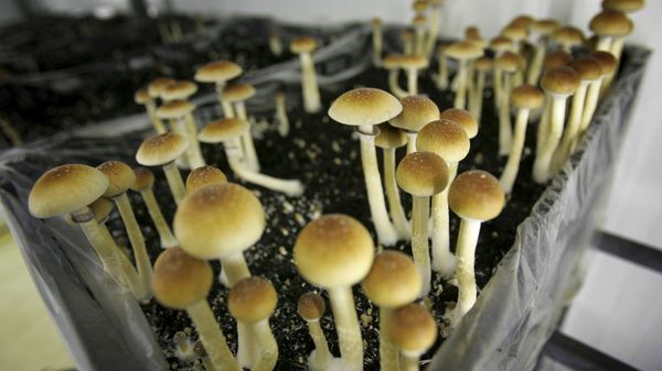 Mushrooms containing the active ingredient psilocybin are seen in a grow room - Sputnik International