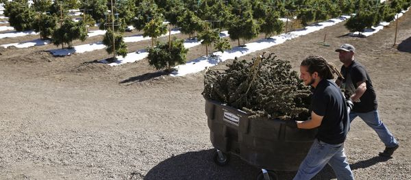 In this Oct. 4, 2016 photo, farmworkers transport newly-harvested marijuana plants, at Los Suenos Farms, America's largest legal open air marijuana farm, in Avondale, southern Colo. For the fall 2016 harvest, the farm's 36-acres are expected to yield 5 to 6 tons. - Sputnik International