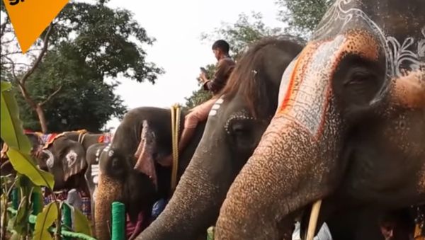 Rejuvenation And Recovery Center... For Elephants - Sputnik International