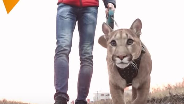 Couple Adopt Puma Named Messi - Sputnik International