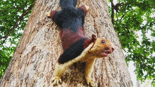 Indian giant squirrel - Sputnik International