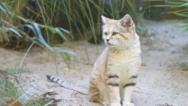 Sand dune cat - Sputnik International