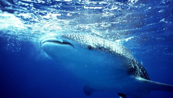 A whale shark swims off the coast of Belize - Sputnik International