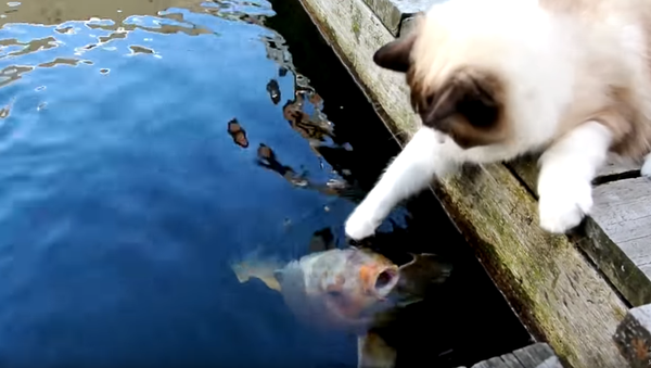Ragdoll Shows ‘Fish Are Friends, Not Food’ - Sputnik International