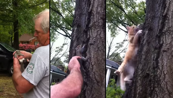 Wait For It… Squirrel’s Release Takes Tragic Turn - Sputnik International