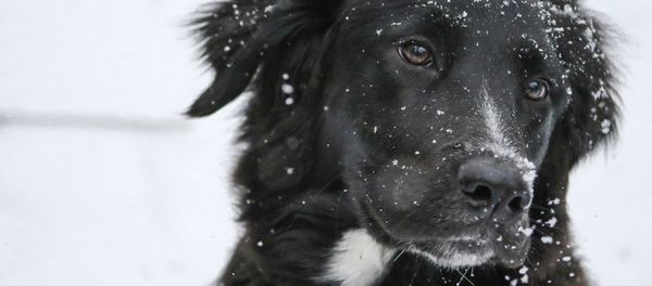 Black dog Black dog - Sputnik International