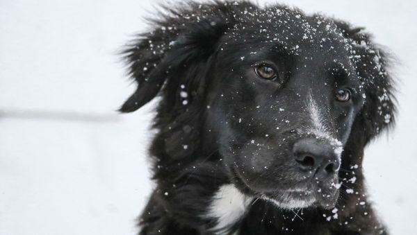 Black dog - Sputnik International