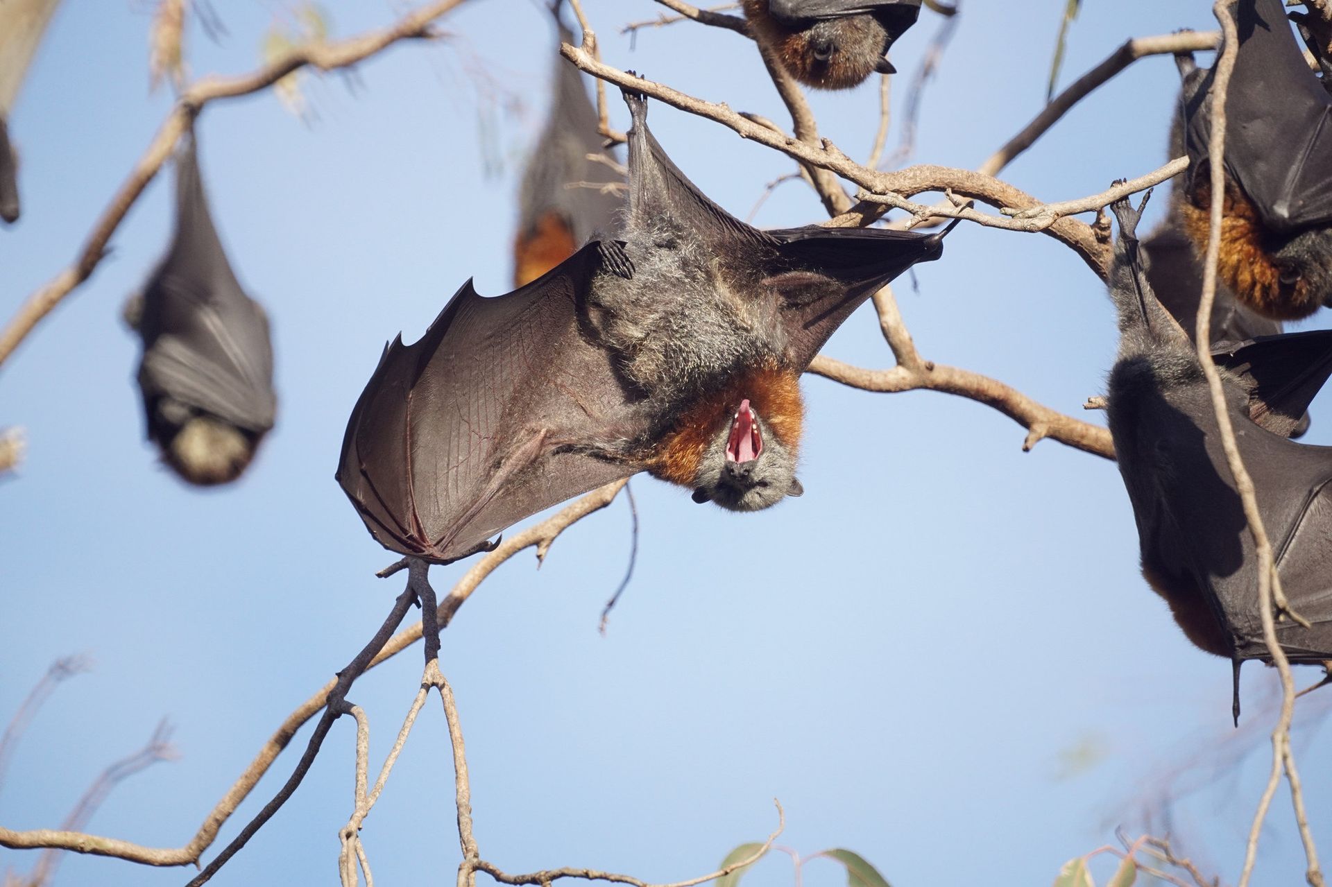 'Lights Out' in Australia as Foraging Megabats With One-Metre Wingspan Wreak Havoc on Power Grid - Sputnik International, 1920, 12.03.2021