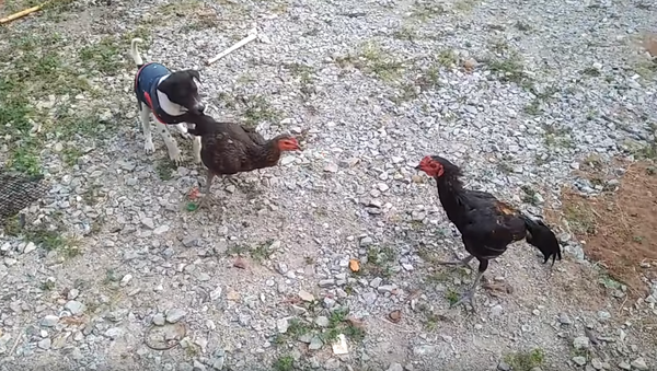 ‘Lemme at ‘Em!’ Pacifist Pooch Breaks Up Chicken Scuffle - Sputnik International