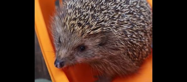 Wildlife Hospital Puts Fat Hedgehog on Diet Wildlife Hospital Puts Fat Hedgehog on Diet - Sputnik International