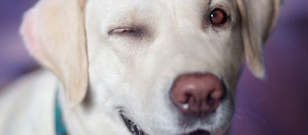 Labrador Labrador - Sputnik International